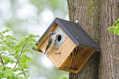 National Bird Box Week